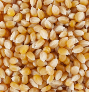 Maïs à éclater BIO France 1 kg Landernuts